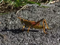 [Romaleidae]